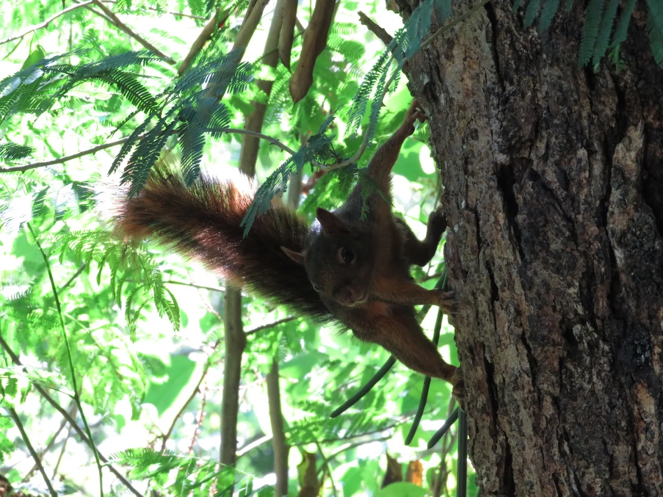 Arroyo Ojo de Agua - imagen 3