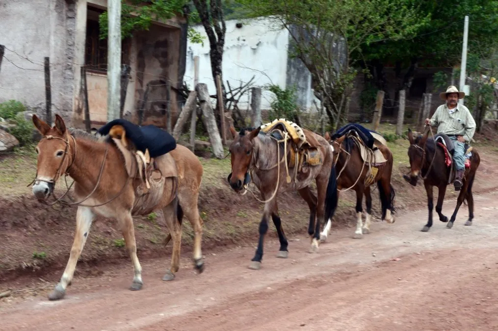 Paseos a caballo en San Francisco